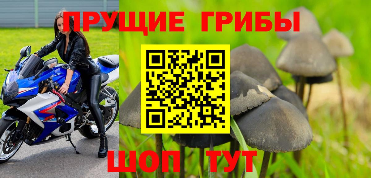 Псилоцибиновые грибы мухоморы  Псилоцибиновые грибы Psilocybine cubensis  Сосновый Бор  Вход с VPN 